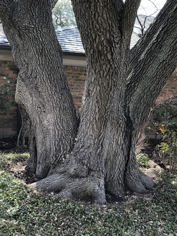 Mature heritage tree close to a Greenfield Park property cared for by certified arborists